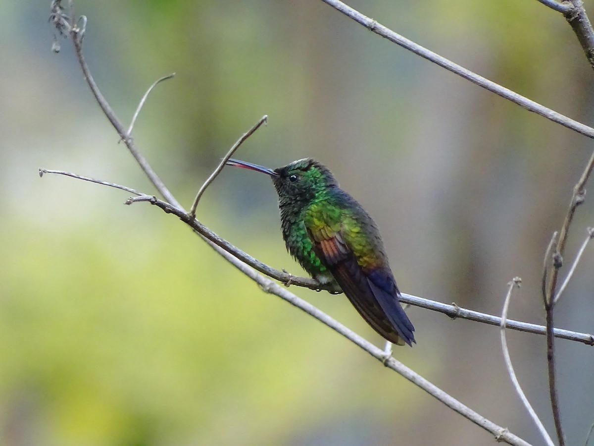 Blue-tailed Hummingbird - ML87757321
