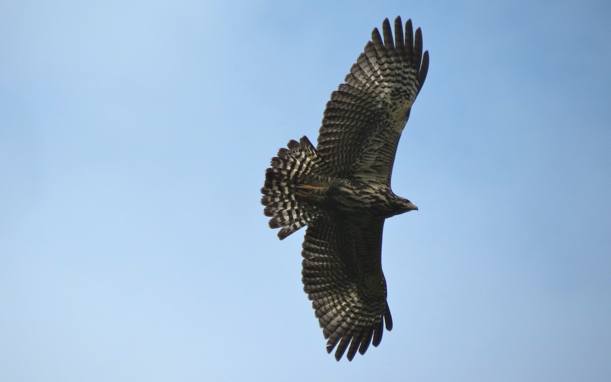 Common Black Hawk (Common) - John van Dort