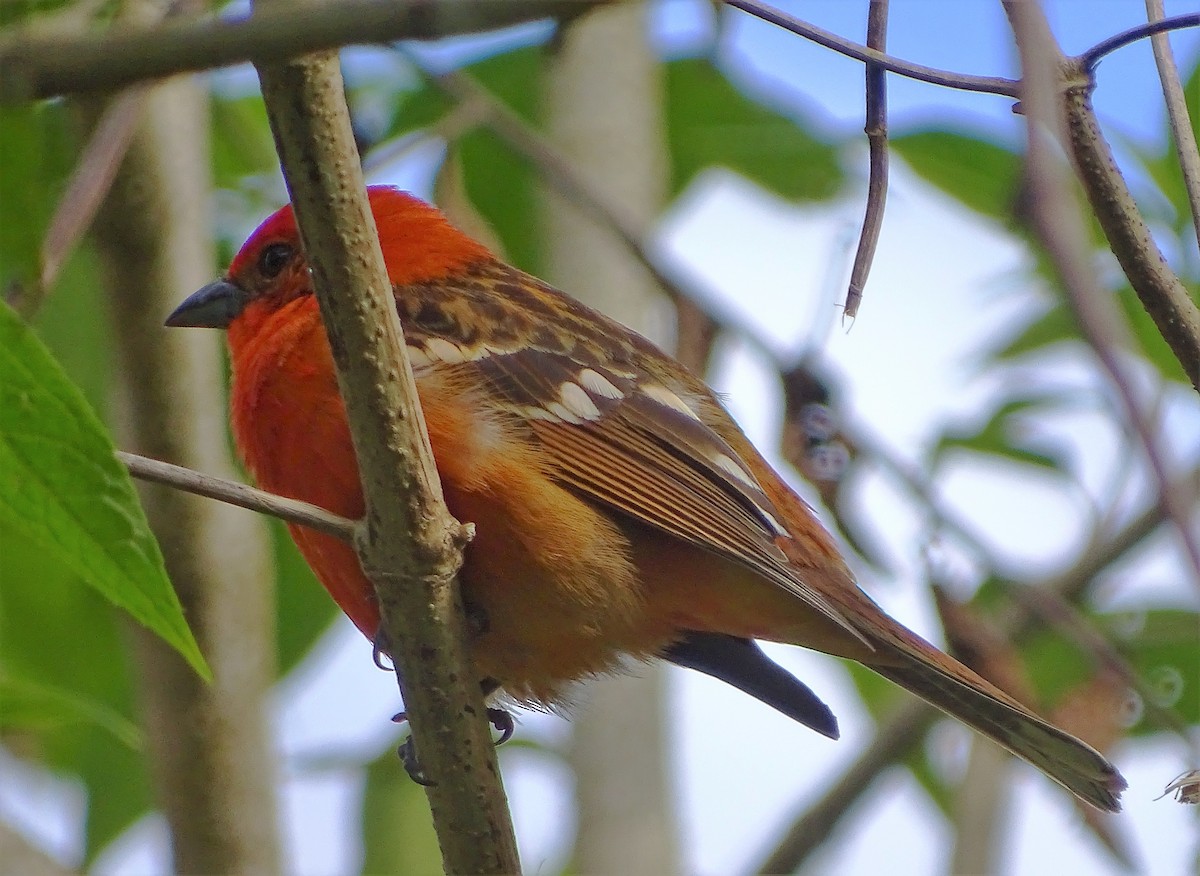 Flame-colored Tanager - ML87758101