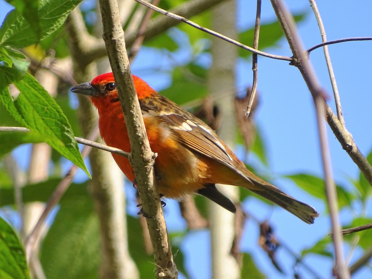 Flame-colored Tanager - ML87758111