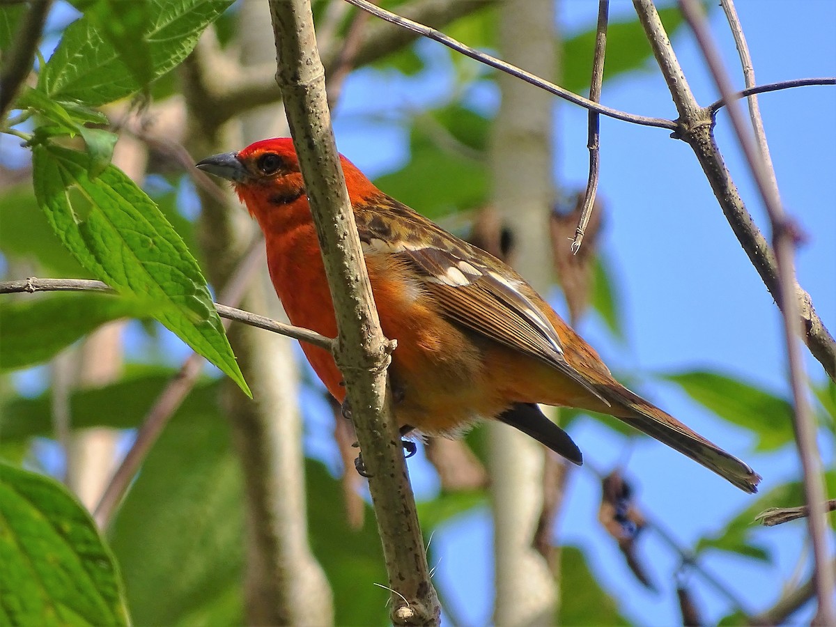 Flame-colored Tanager - ML87758131