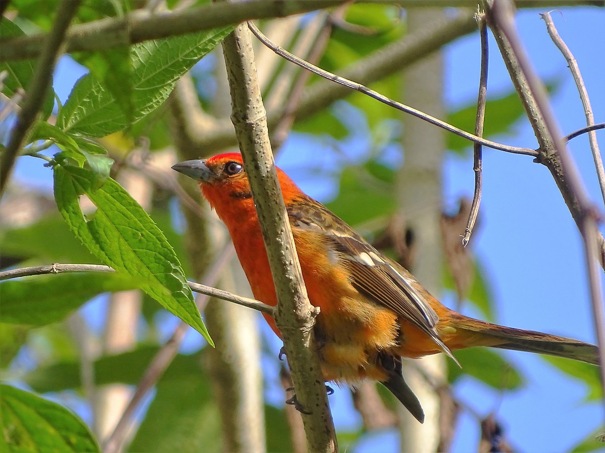 Flame-colored Tanager - ML87758141
