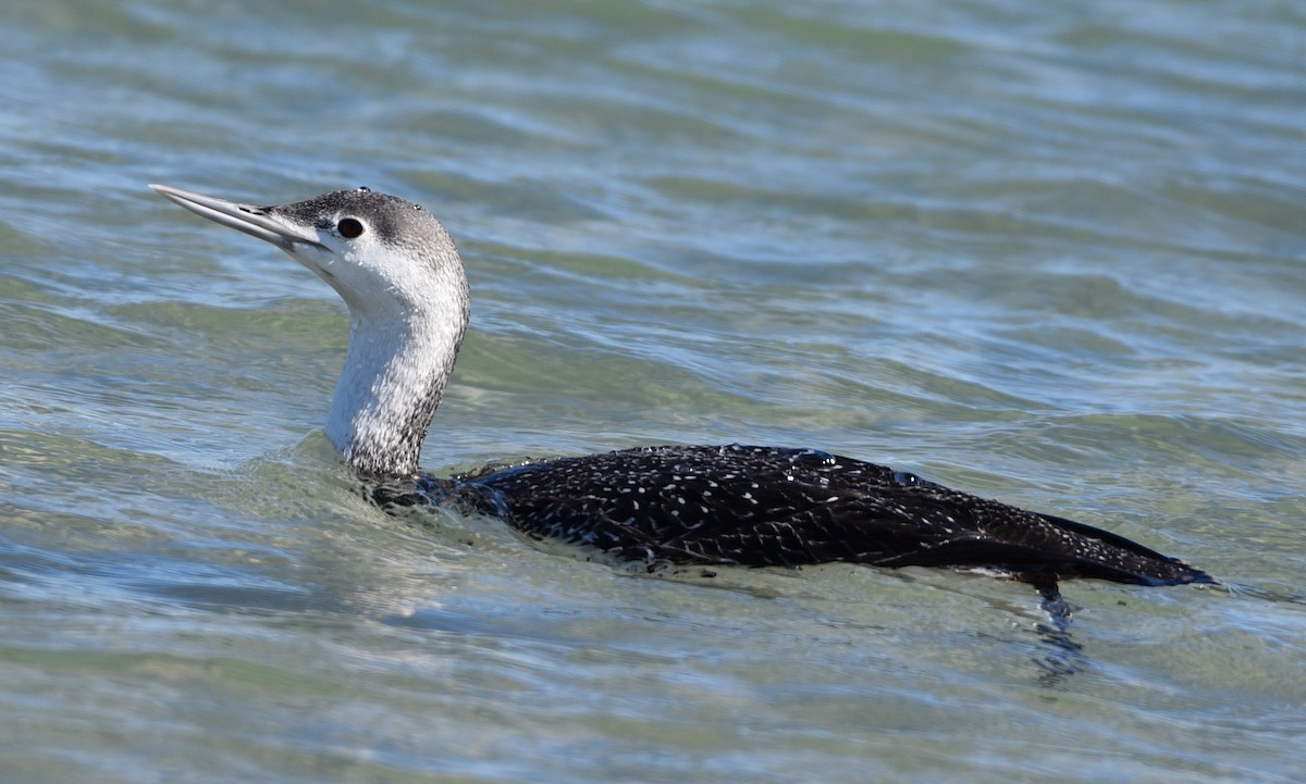 Red-throated Loon - Ann Stinely