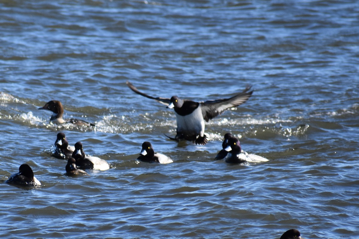 Greater Scaup - ML87758831