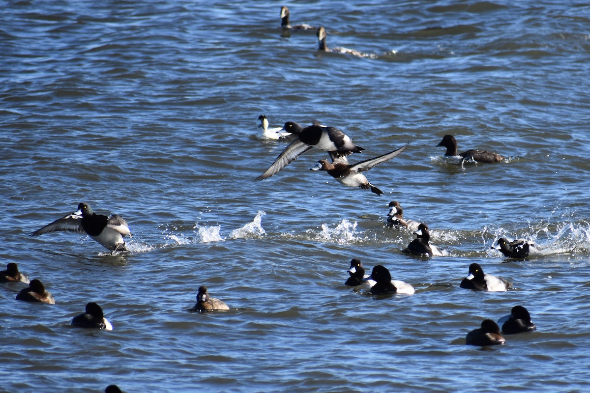 Greater/Lesser Scaup - ML87758841