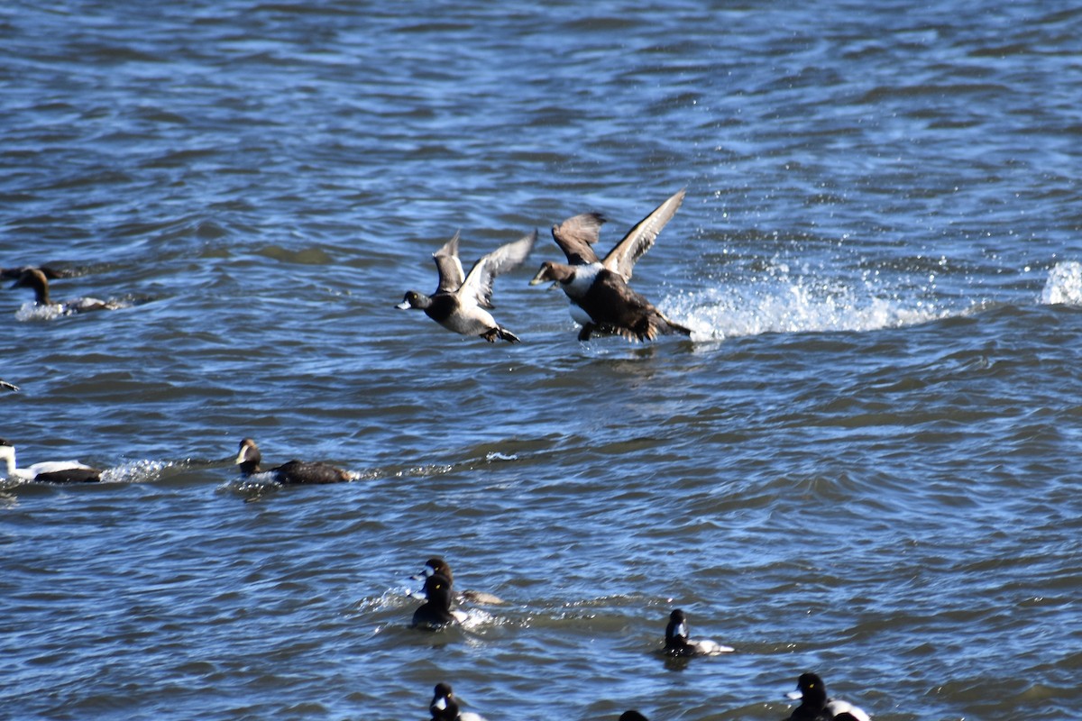 Greater Scaup - ML87758871
