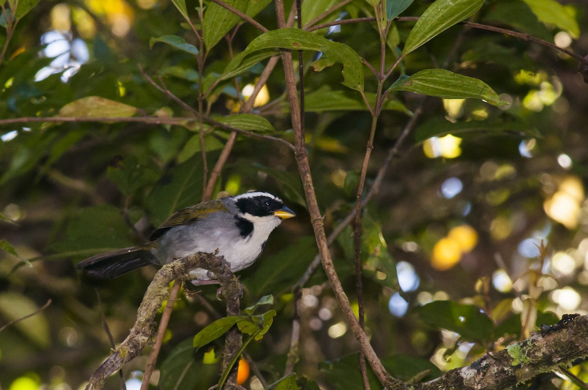 Half-collared Sparrow - Claudia Brasileiro