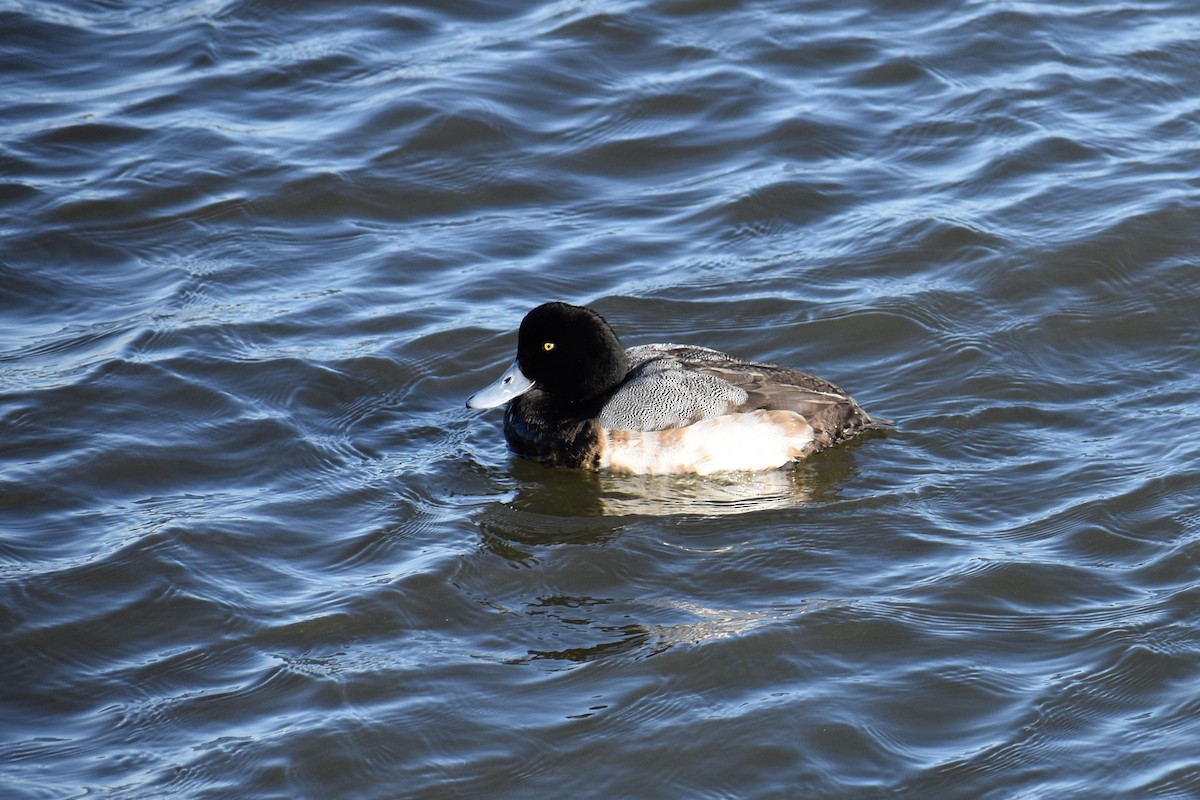 Greater/Lesser Scaup - ML87758911