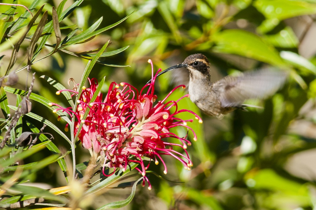 kolibřík šupinkohrdlý - ML87759091