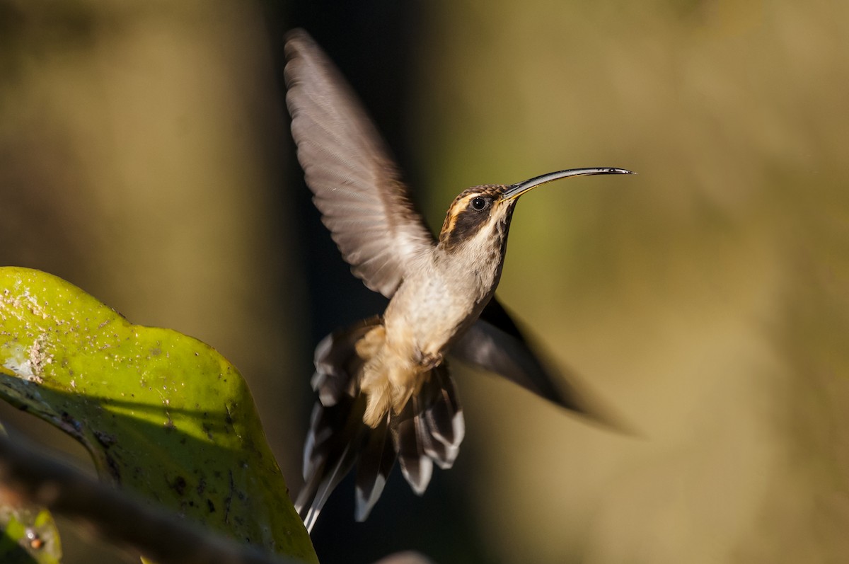 Scale-throated Hermit - ML87759141