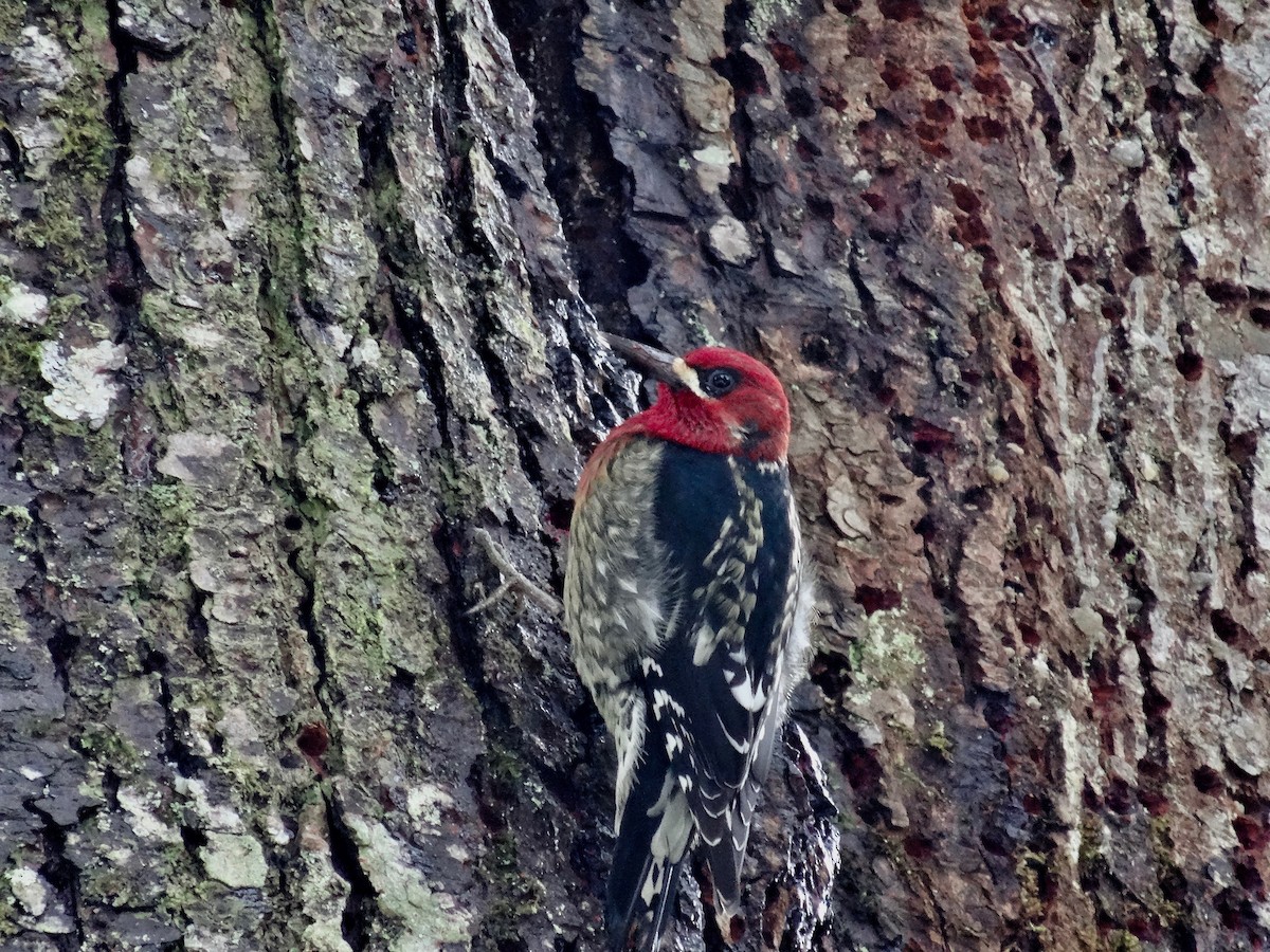 Red-breasted Sapsucker - Kavanagh McGeough