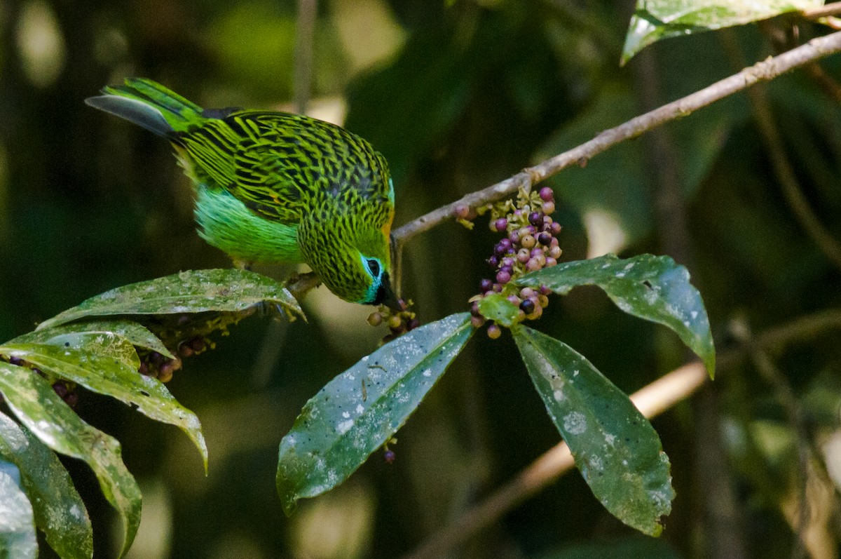 Brassy-breasted Tanager - ML87759361