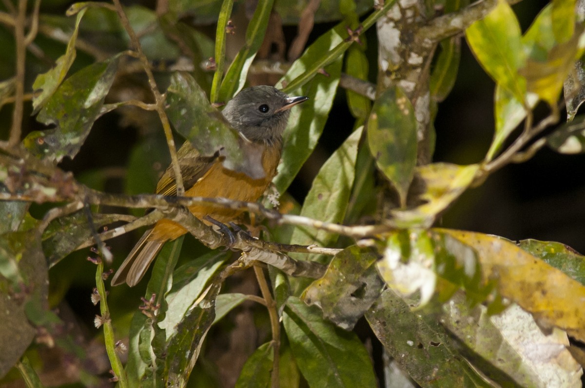 Gray-hooded Flycatcher - Claudia Brasileiro