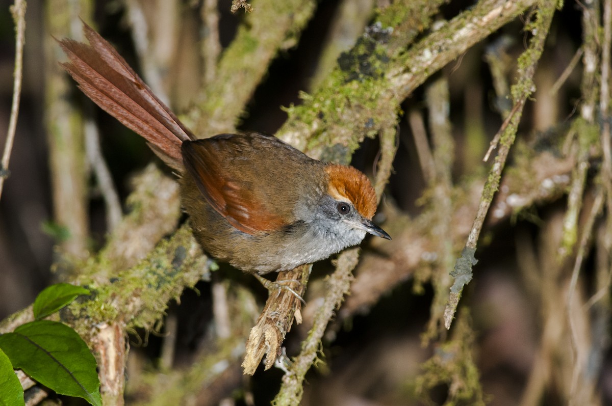 Rufous-capped Spinetail - ML87759631