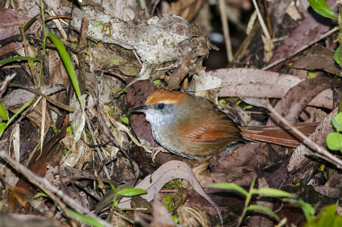 Rufous-capped Spinetail - ML87759711