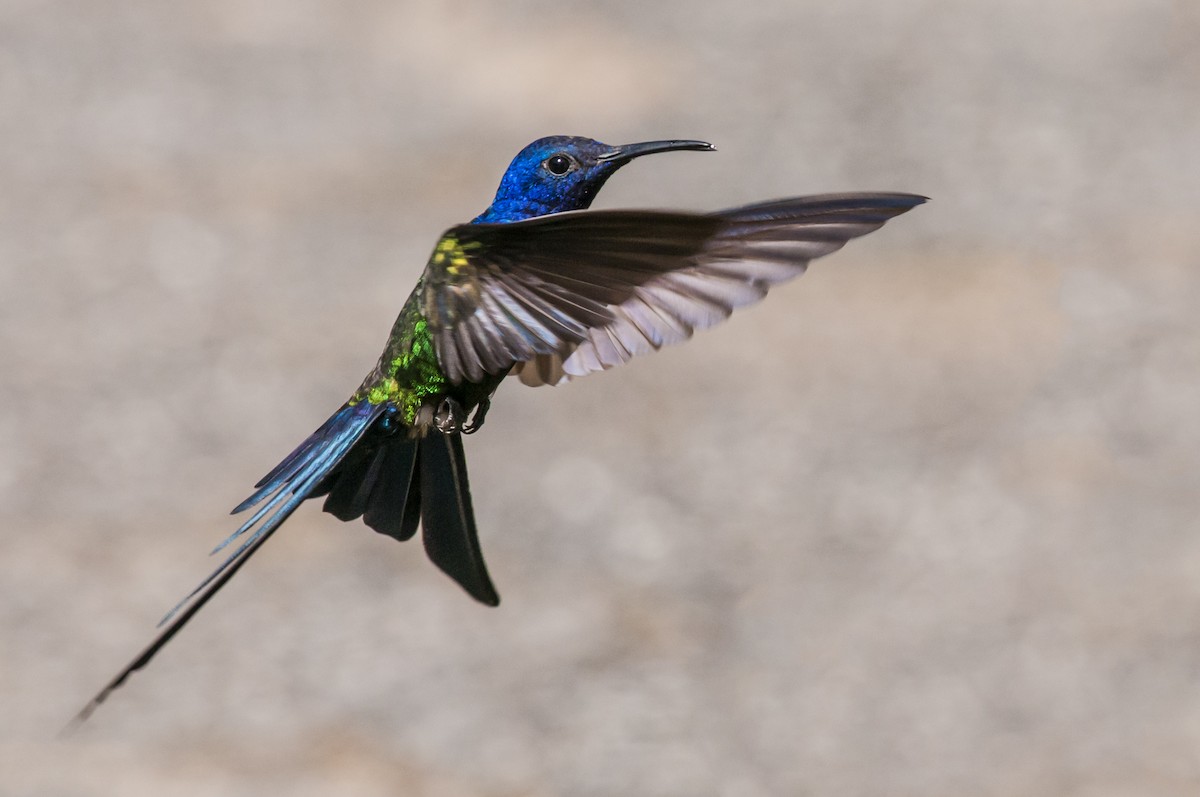 Swallow-tailed Hummingbird - ML87759941