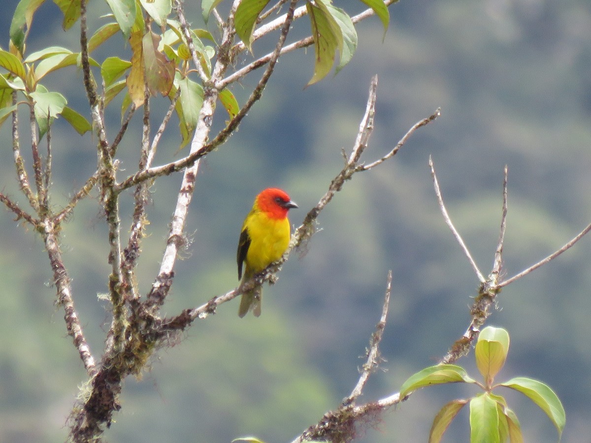Red-hooded Tanager - Edison🦉 Ocaña
