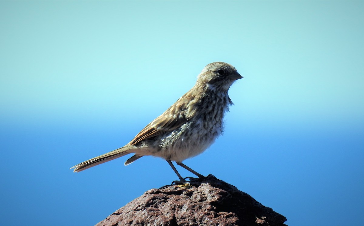 Rufous-collared Sparrow - ML87761161