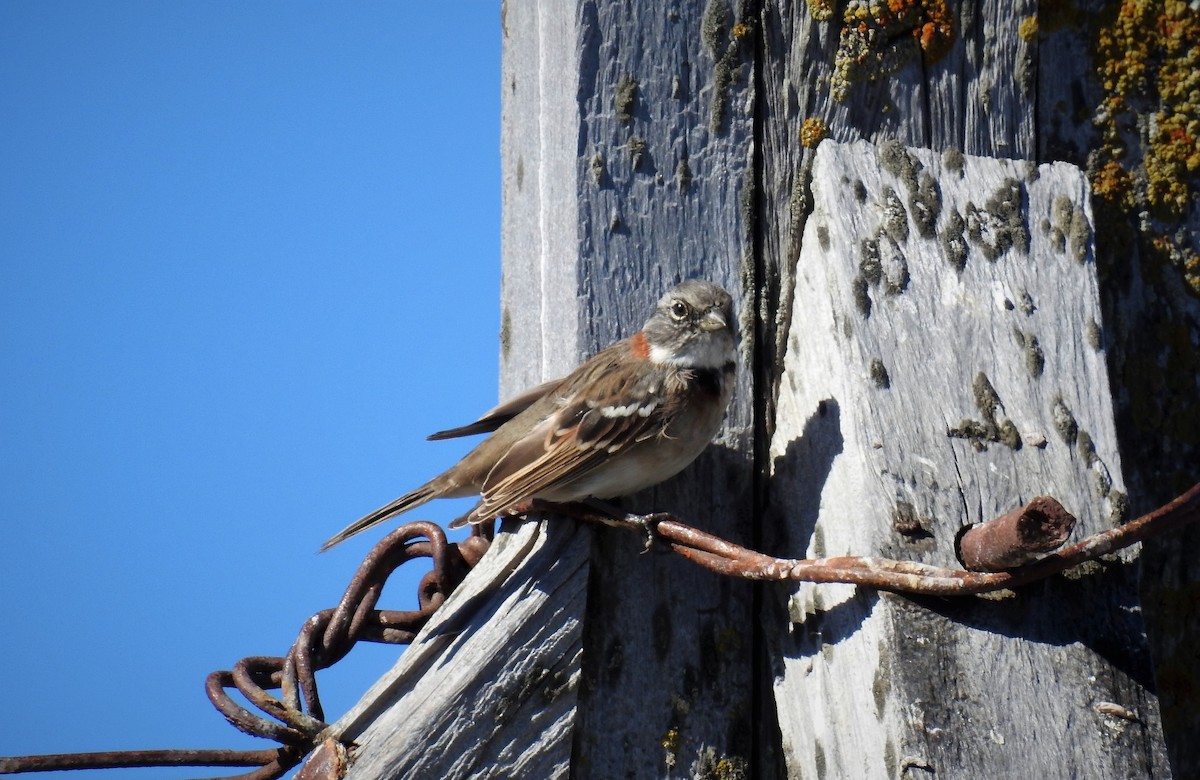 Rufous-collared Sparrow - ML87761191