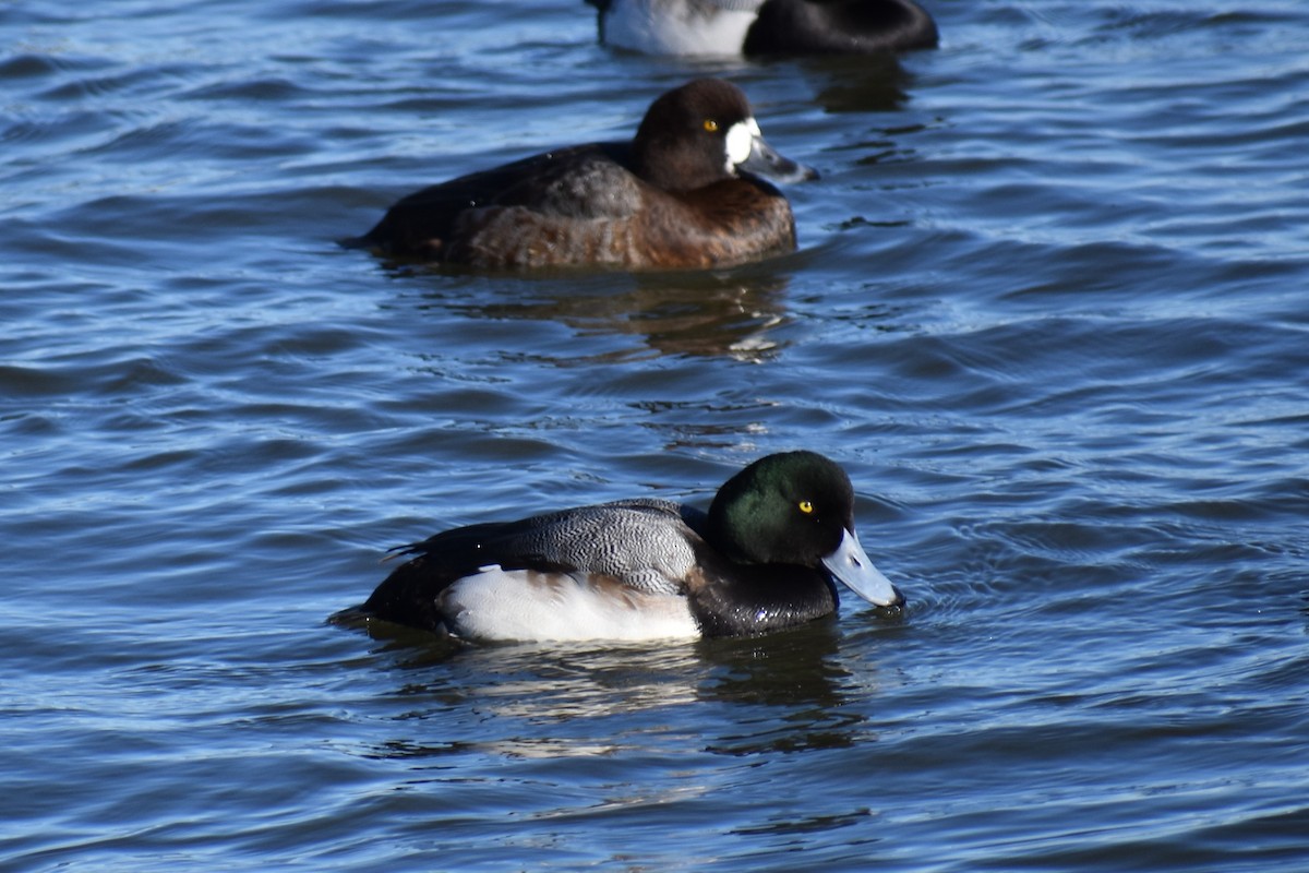 Greater Scaup - ML87761711