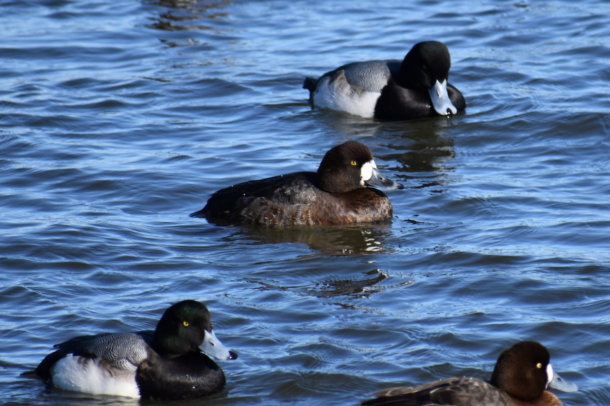 Greater Scaup - ML87761721