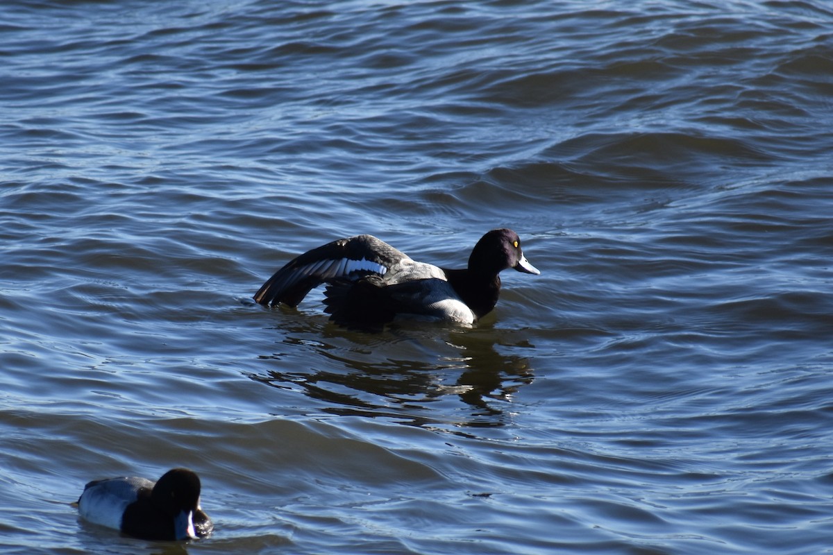 Greater Scaup - ML87761751