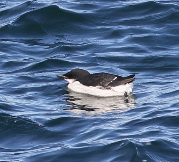 Thick-billed Murre - ML87761821