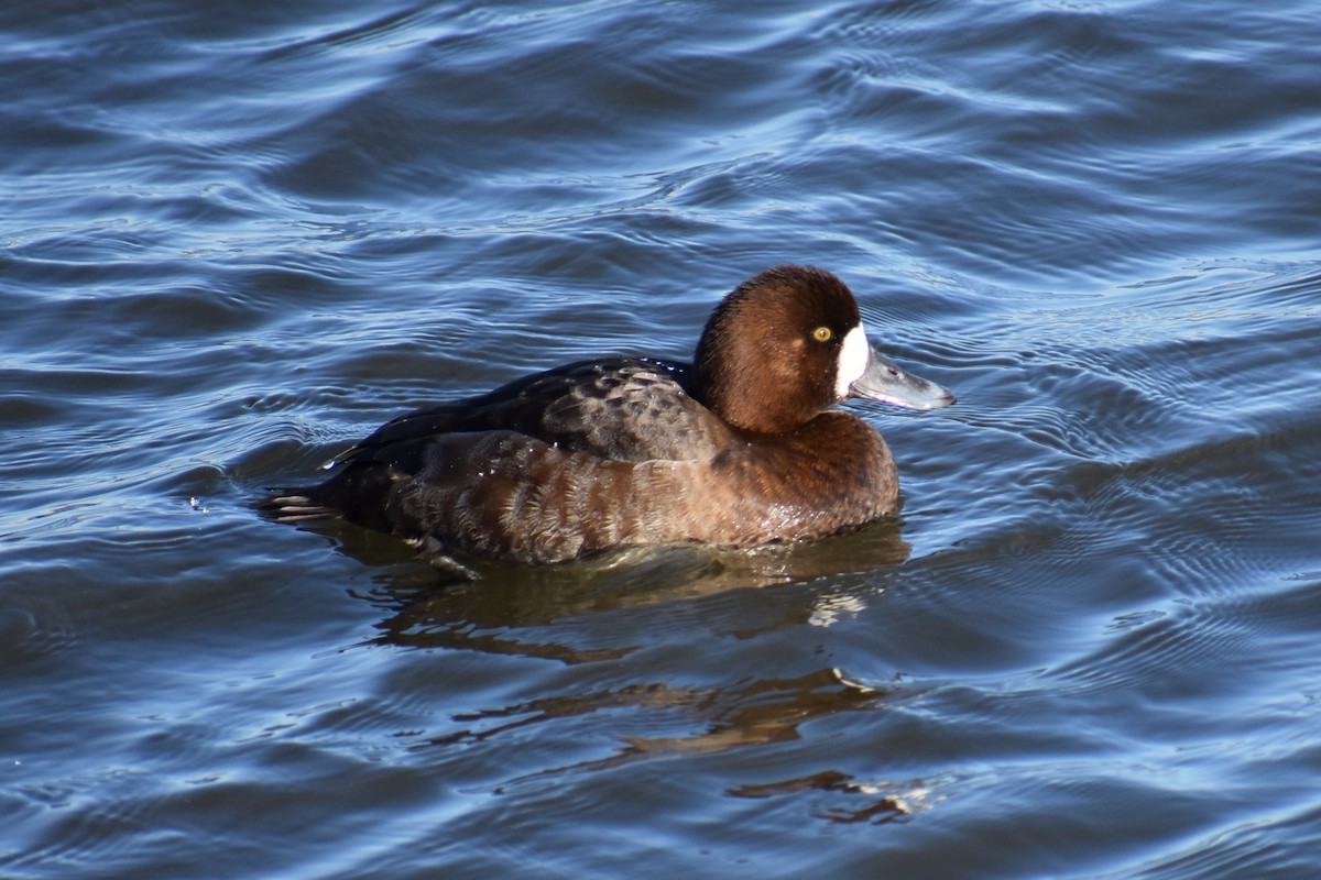Greater Scaup - ML87761841
