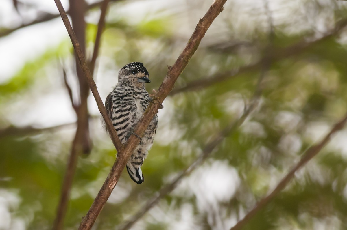 White-barred Piculet - ML87763831