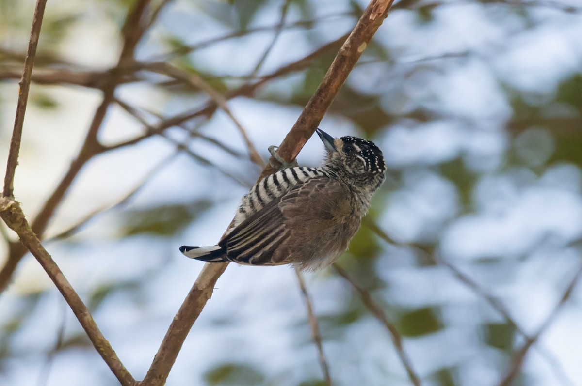 White-barred Piculet - ML87763851