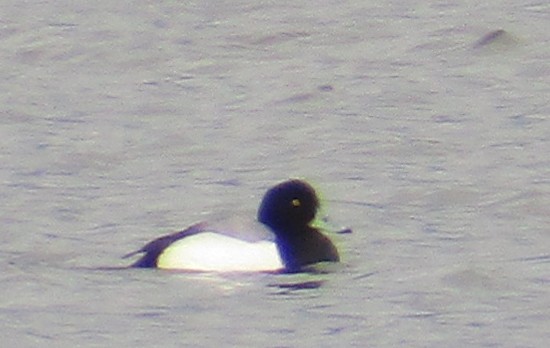 Greater Scaup - ML87766351