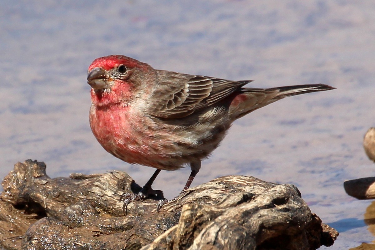 House Finch (Common) - ML87766451