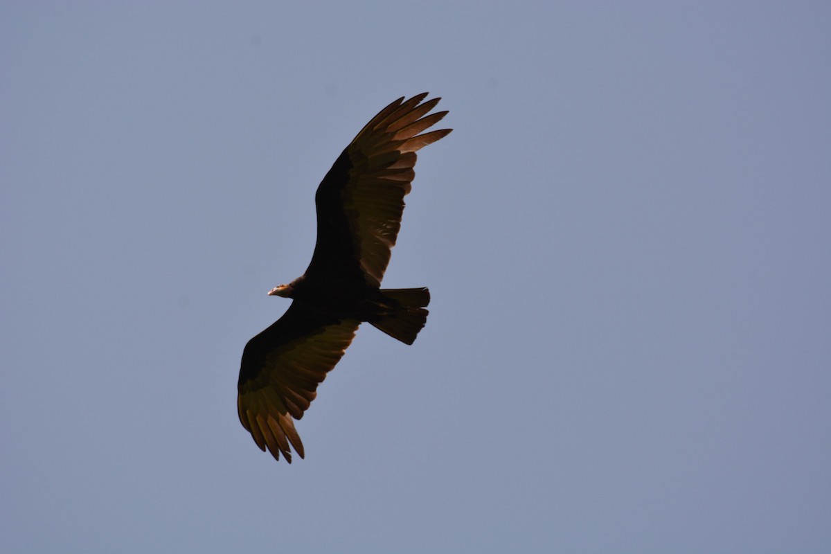 Lesser Yellow-headed Vulture - Doug Overacker