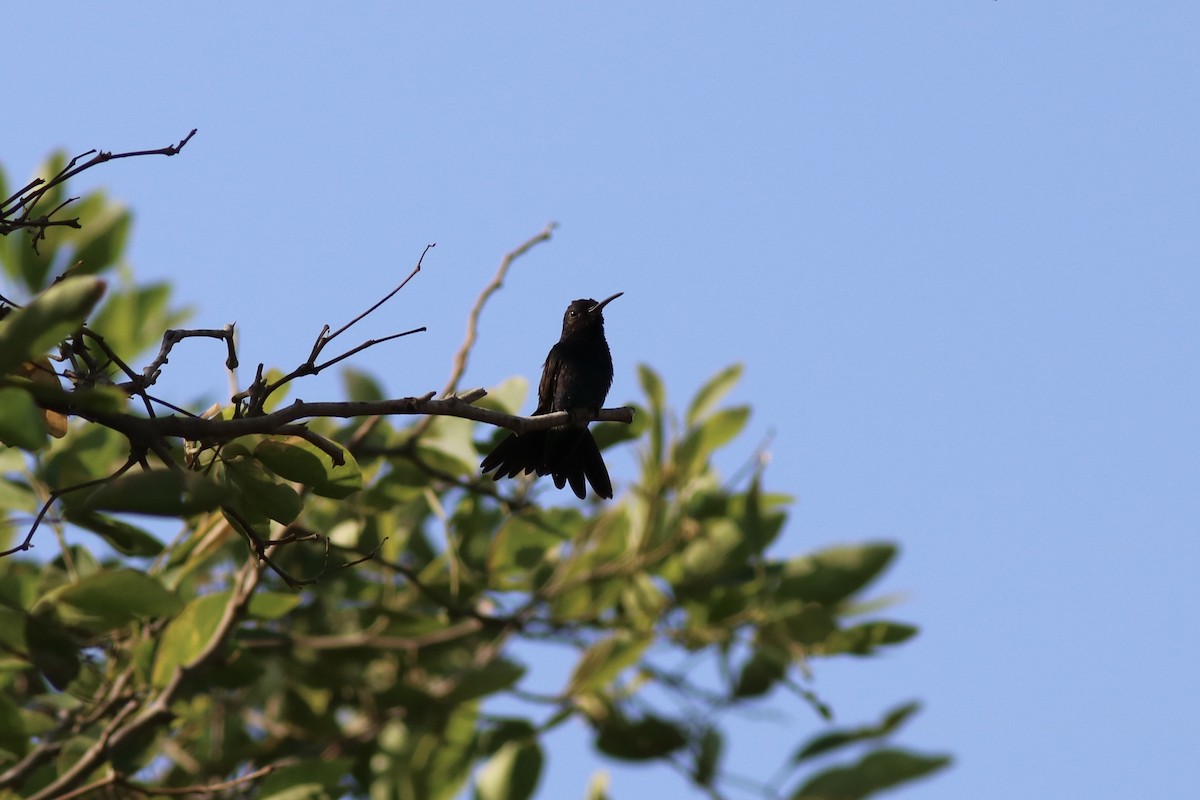 kolibřík safírovobřichý - ML87772501