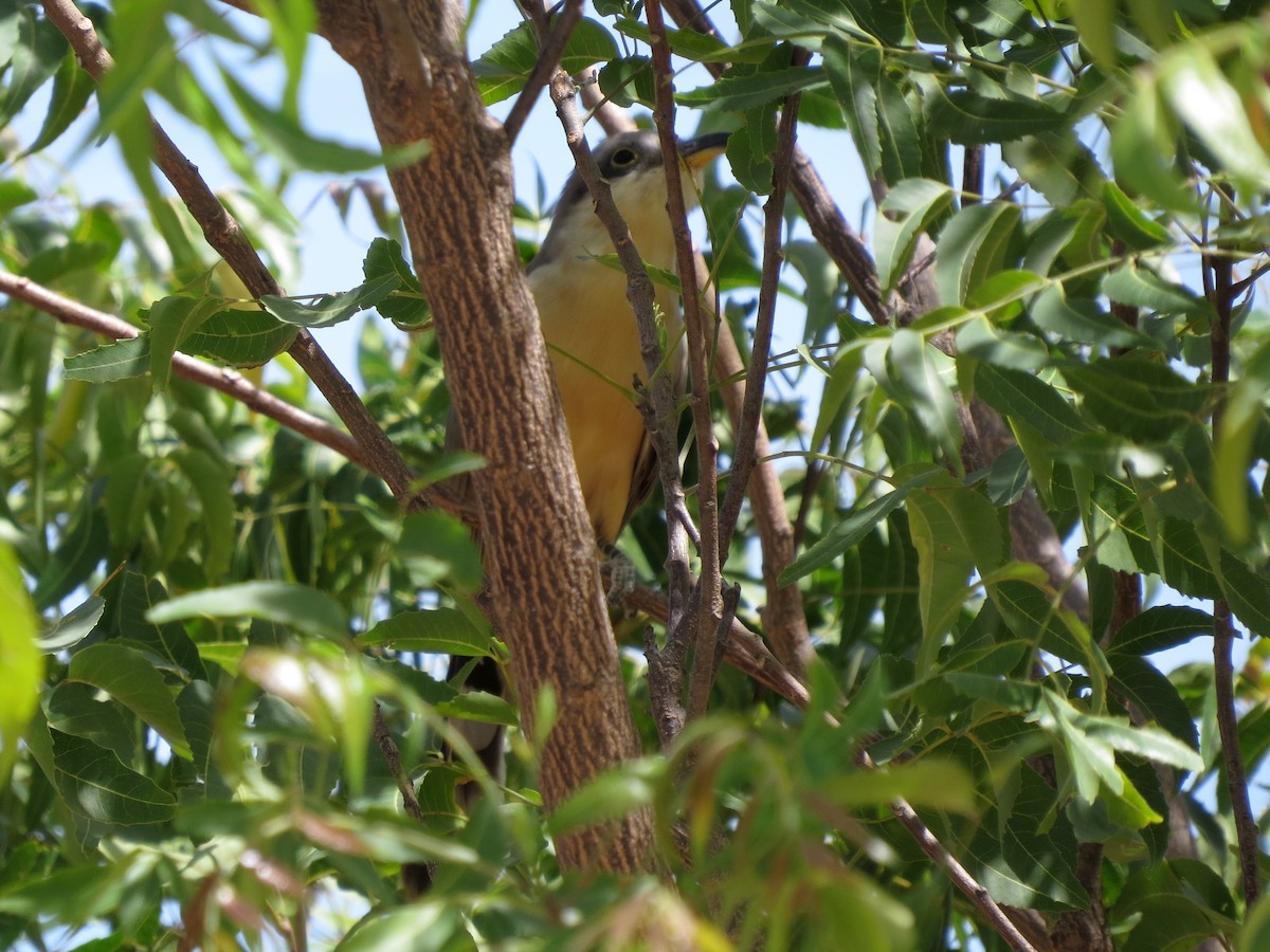 Mangrove Cuckoo - ML87772971