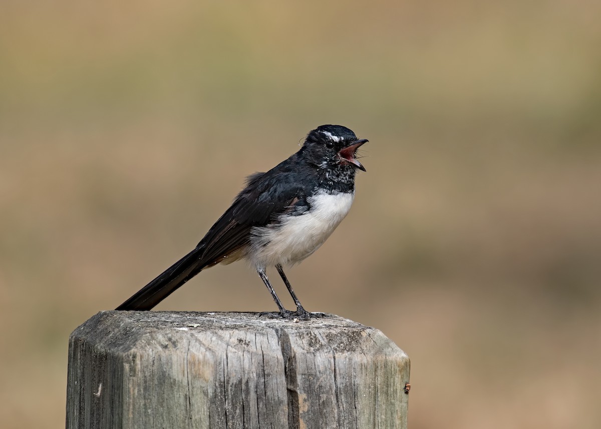 Willie-wagtail - ML87774011