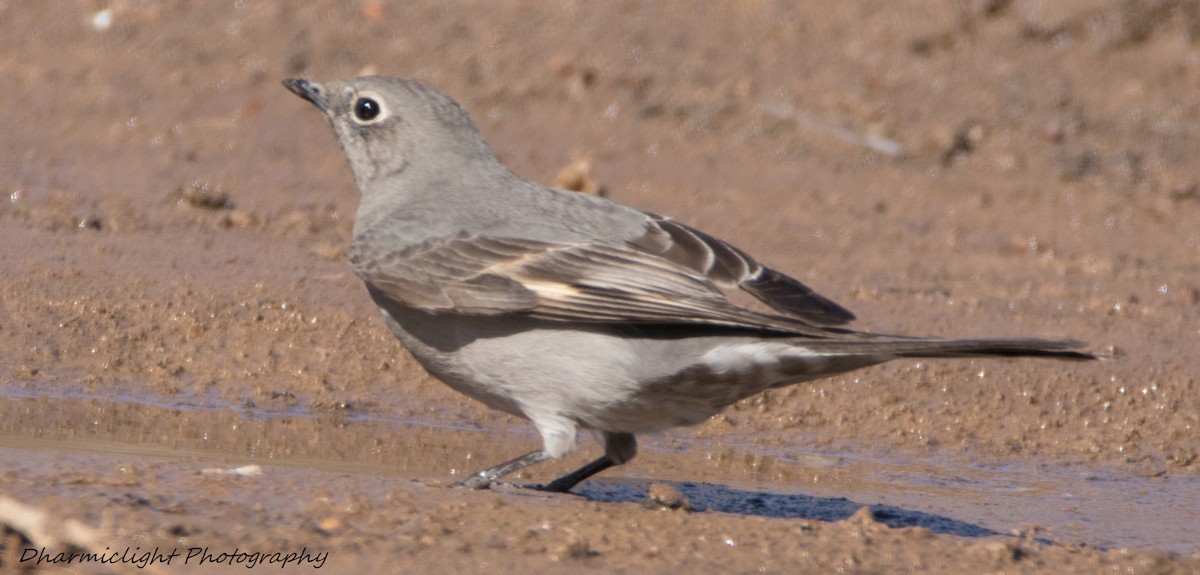 Townsend's Solitaire - ML87775651