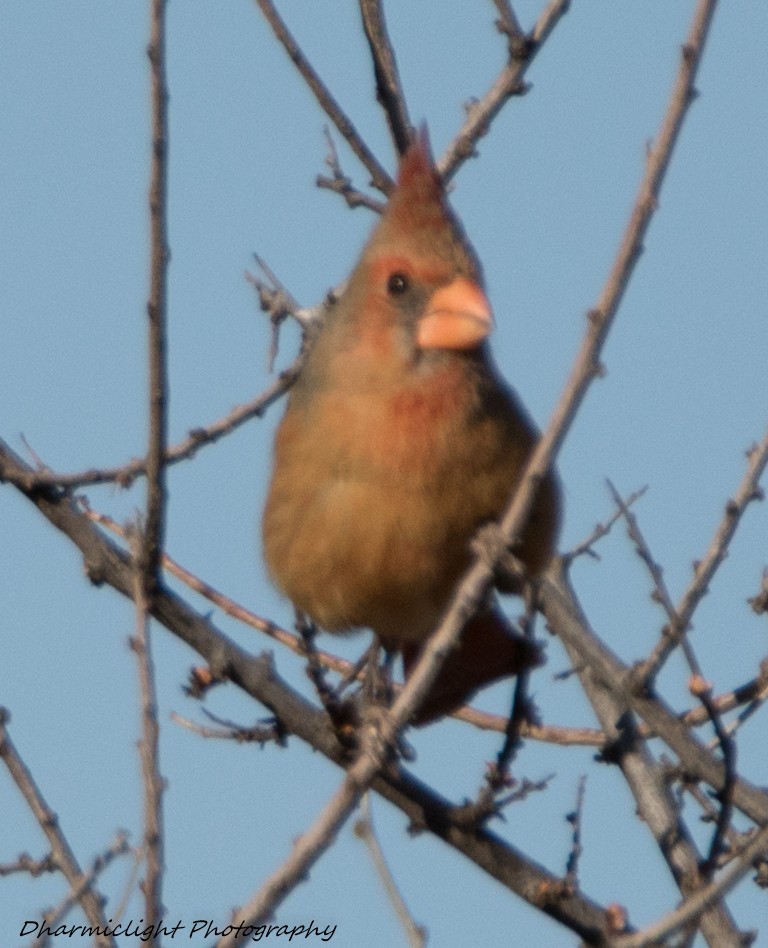 Cardinal rouge ou C. pyrrhuloxia - ML87776151