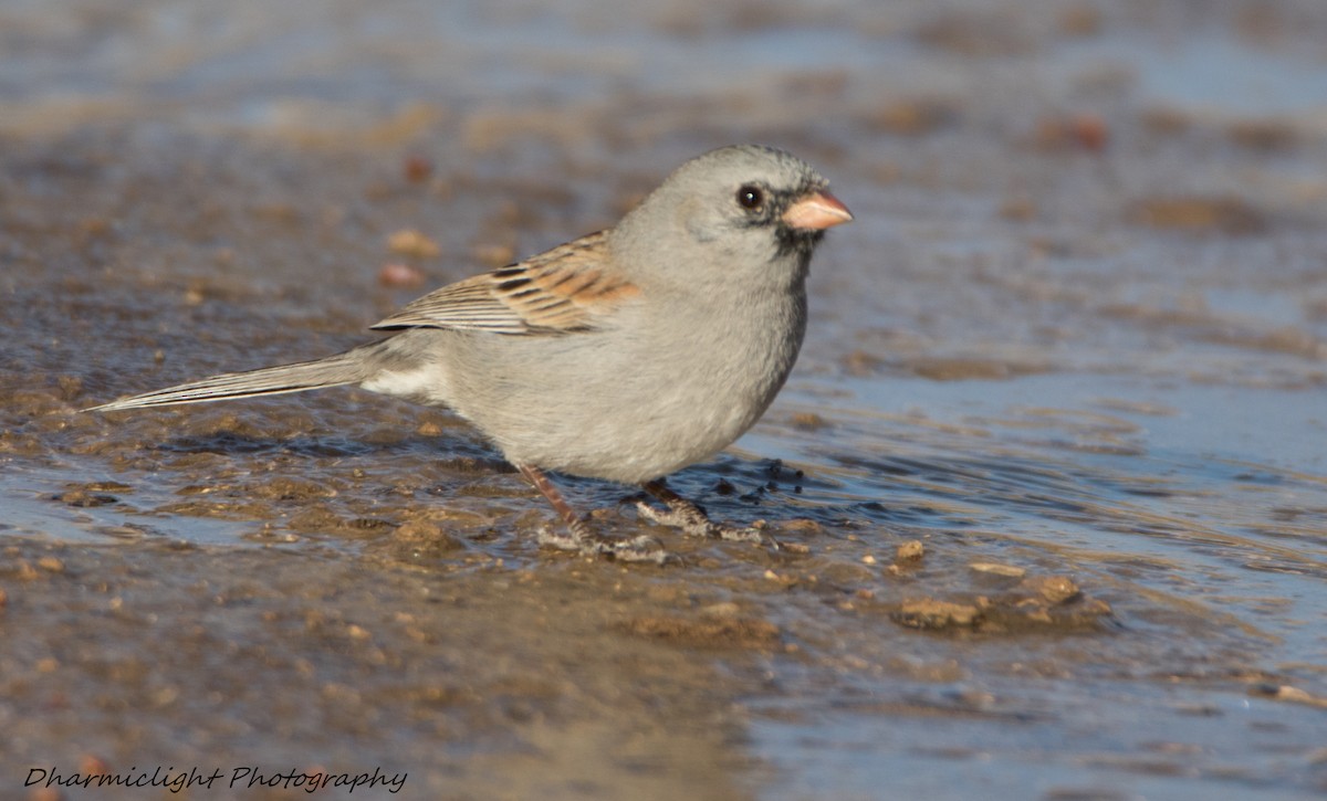 Black-chinned Sparrow - Susan Nagi