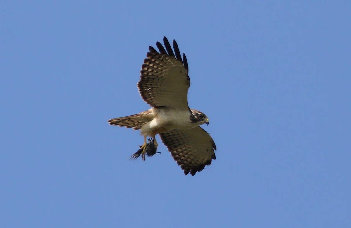 Short-tailed Hawk - William Rivera