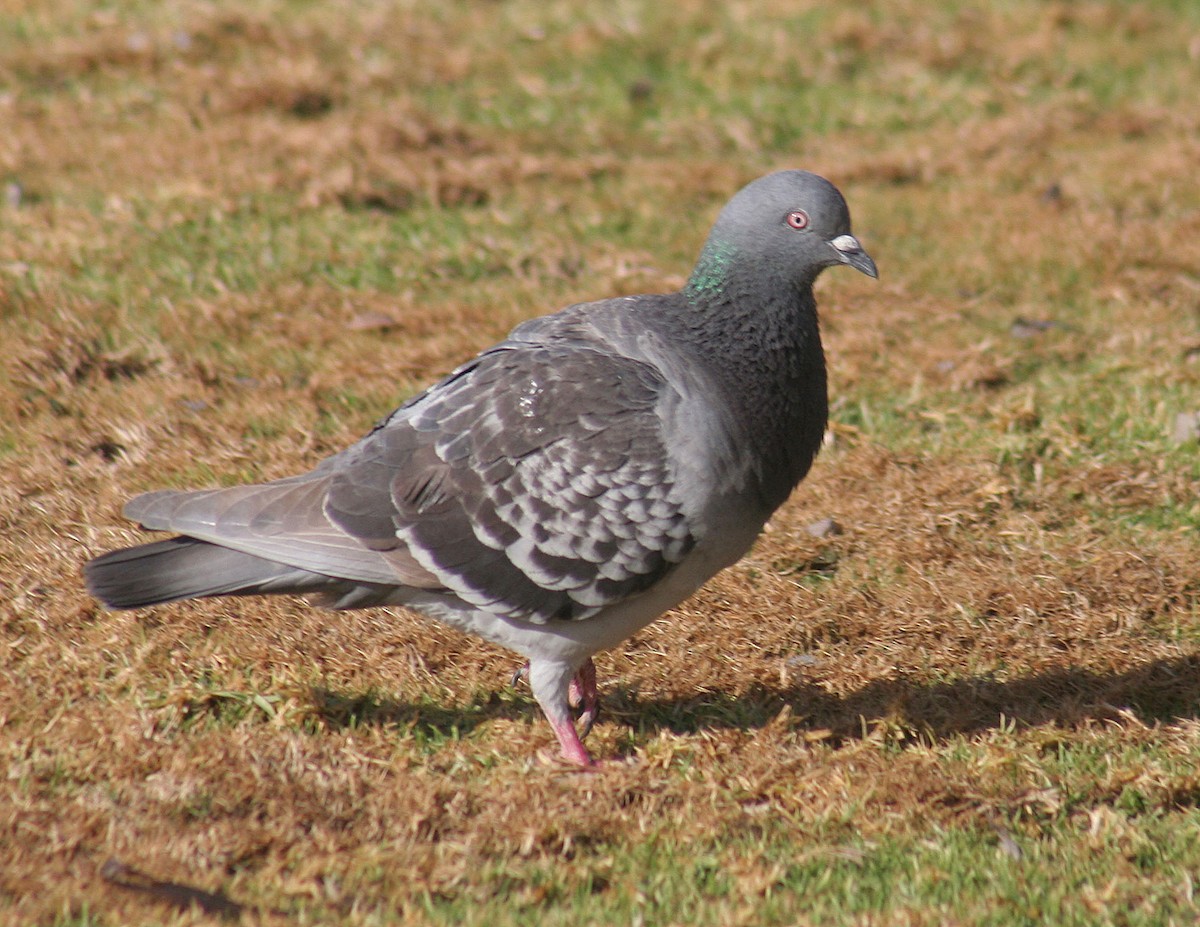 Rock Pigeon (Feral Pigeon) - john fitch
