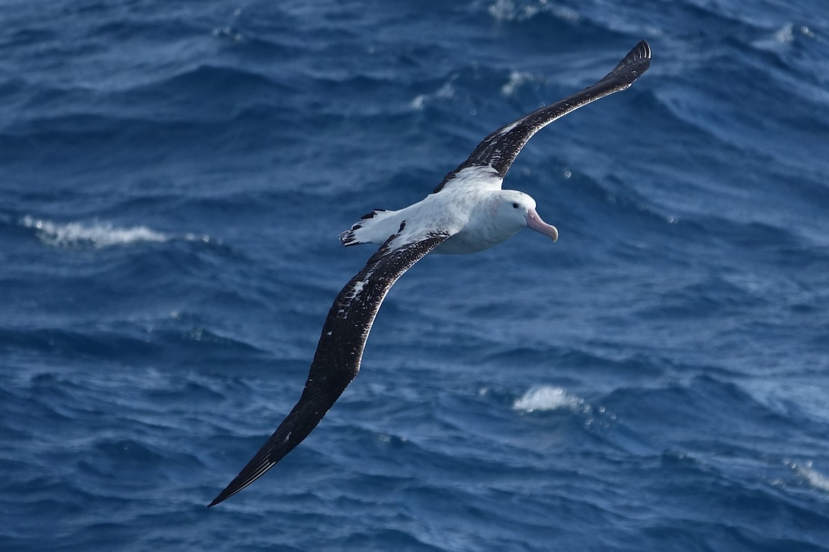 Snowy/Tristan/Antipodean Albatross - Bert Wessling
