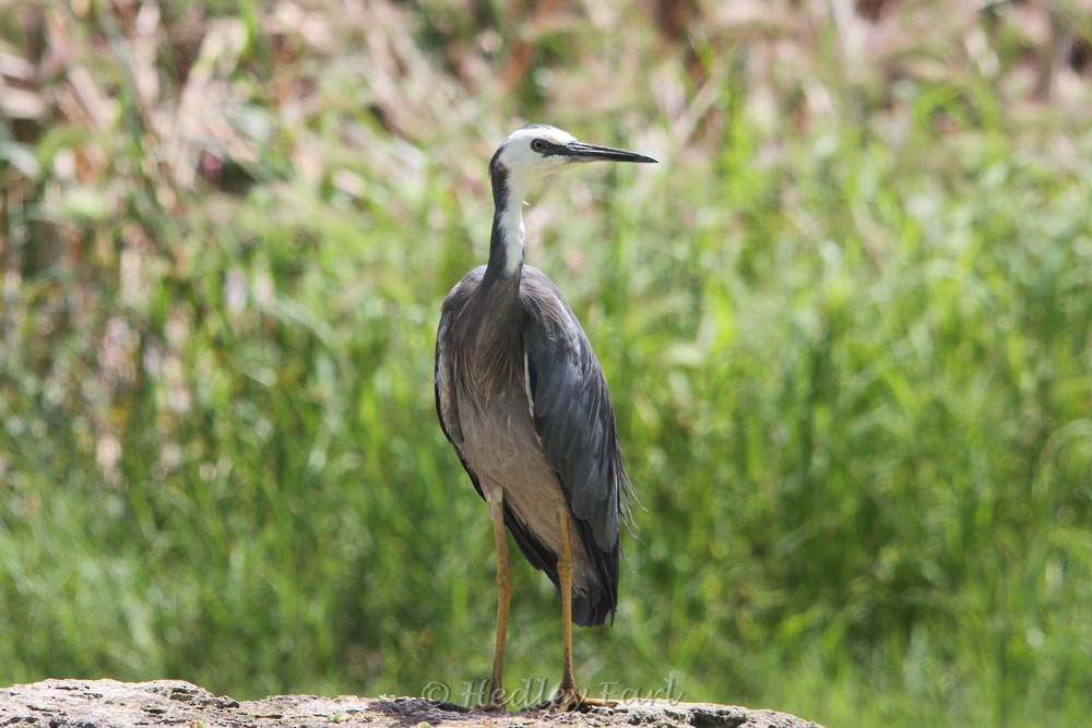 White-faced Heron - Hedley & Irena Earl