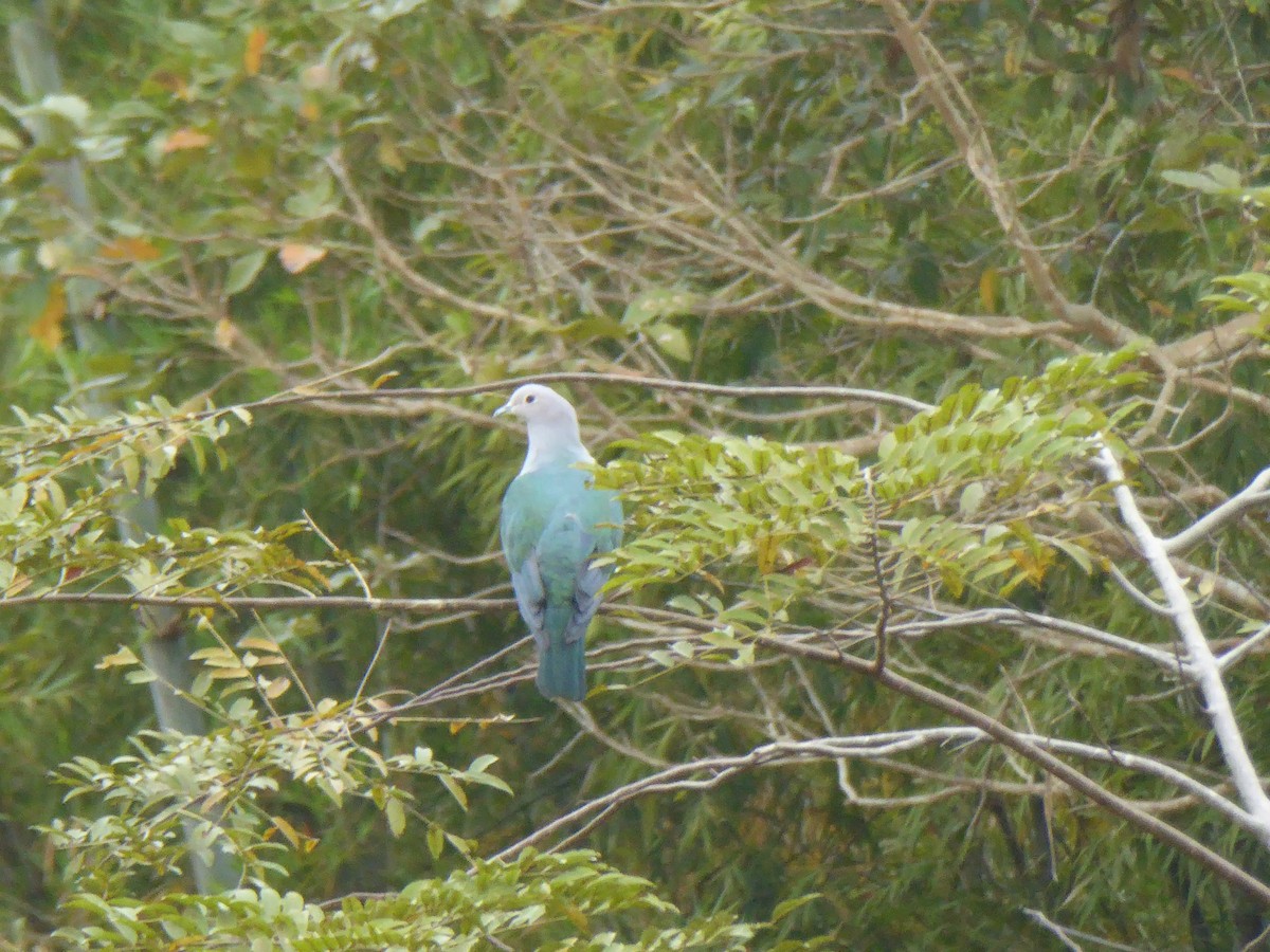 Green Imperial-Pigeon - ML87794421