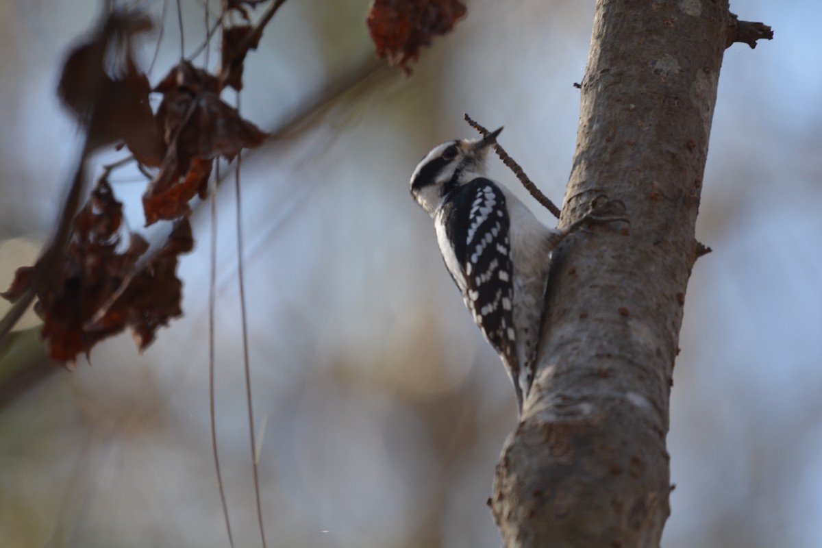 Downy Woodpecker - Harold Donnelly