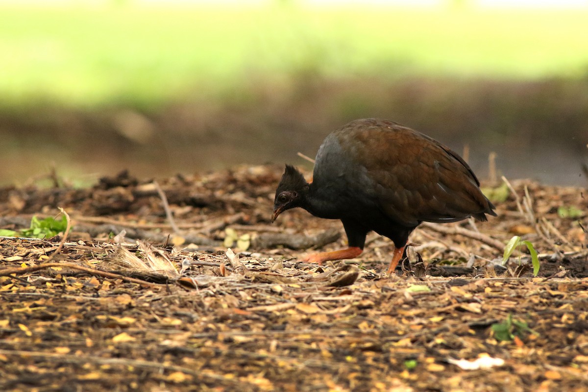 Orange-footed Megapode - Meng-Chieh (孟婕) FENG (馮)