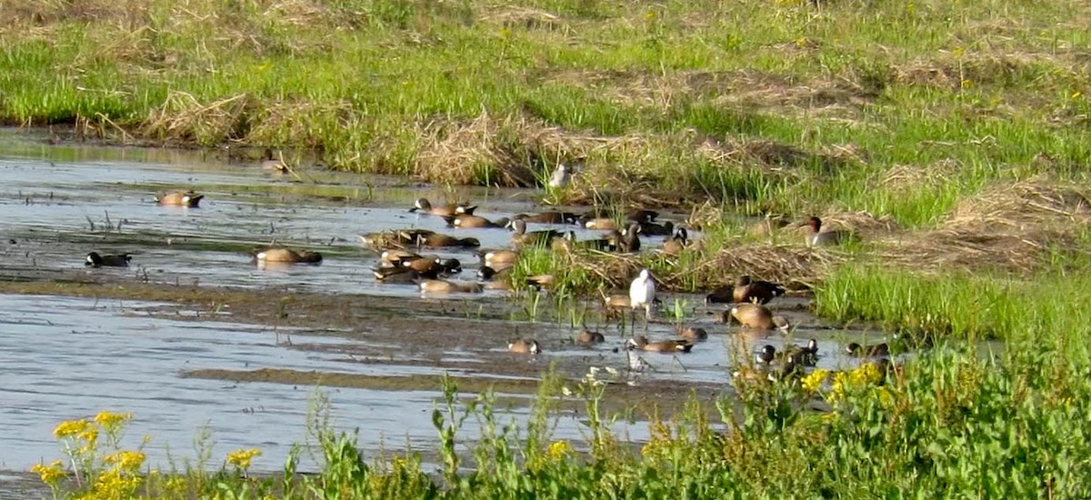 Green-winged Teal - ML87796081