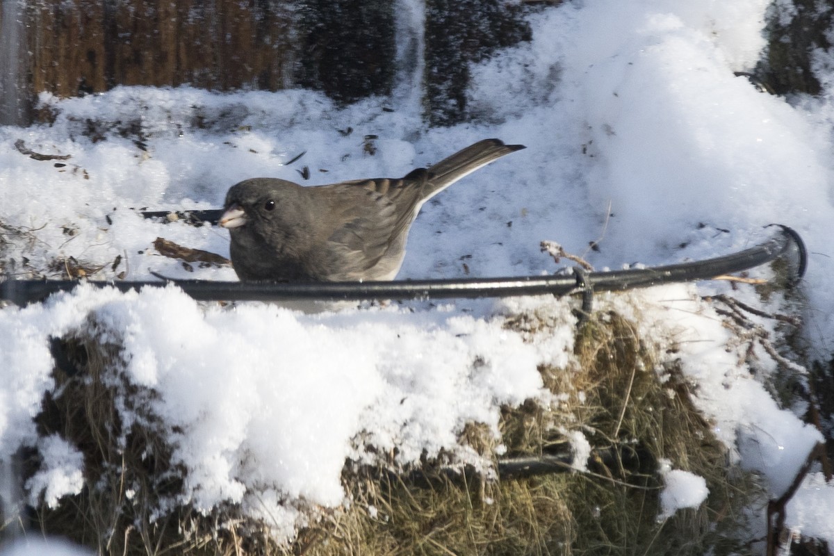 Dark-eyed Junco x White-throated Sparrow (hybrid) - ML87800121