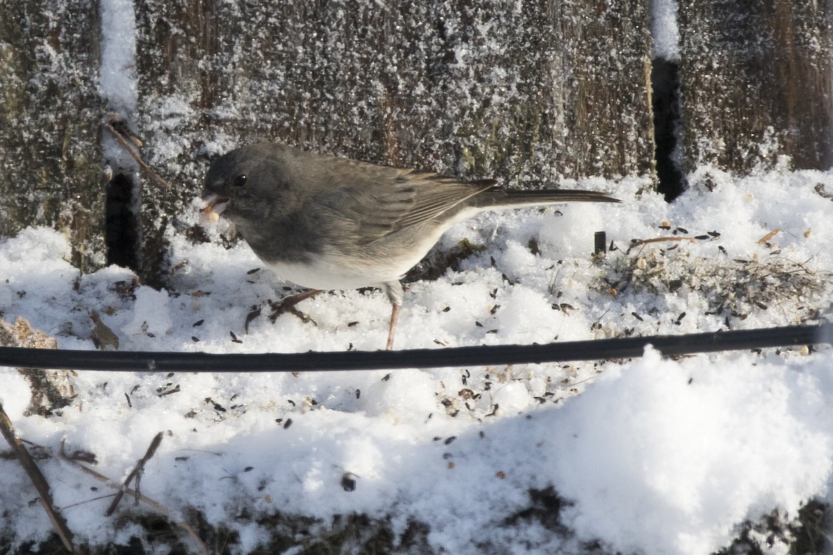 Dark-eyed Junco x White-throated Sparrow (hybrid) - ML87800171