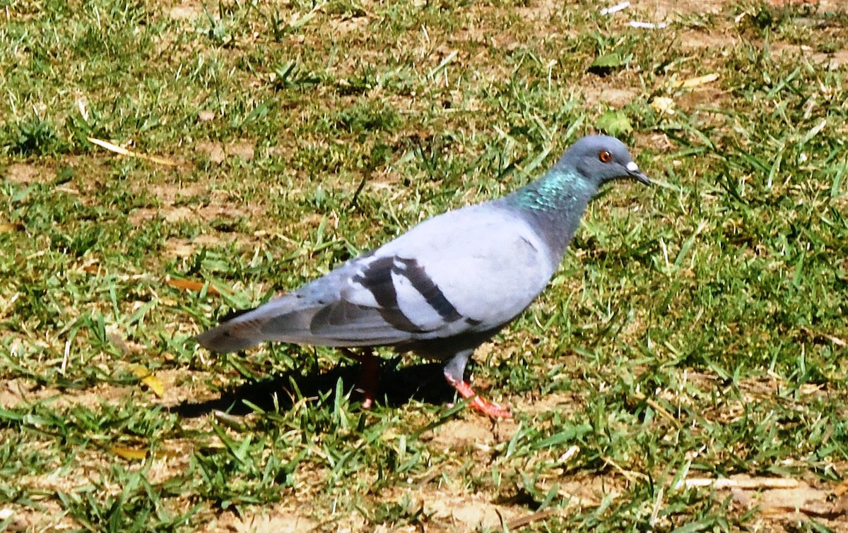 Rock Pigeon (Feral Pigeon) - Suresh  Rana